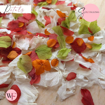 Petal Confetti hydrangea - Autumn October