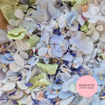 FlutterFly® + Delphinium hydrangea
