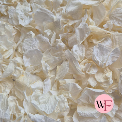 Hydrangea petals - Ivory White