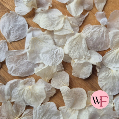 Hydrangea petals - Ivory White