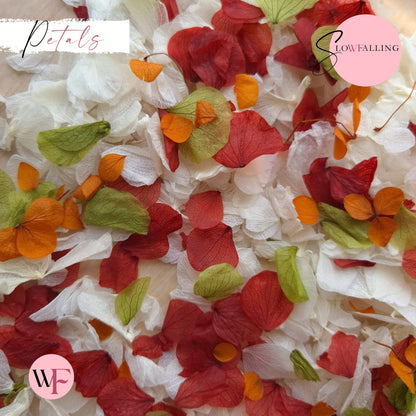 Petal Confetti hydrangea - Autumn October