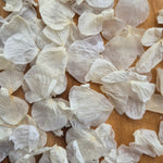 Hydrangea petals - Ivory White