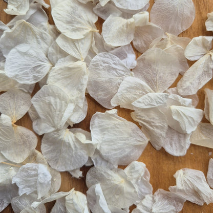 Hydrangea petals - Ivory White