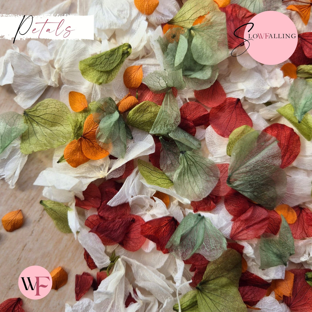 Petal Confetti hydrangea - Autumn October Sage