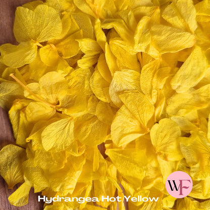 Petal Confetti hydrangea - Hot Yellow