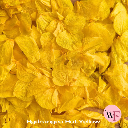 Petal Confetti hydrangea - Hot Yellow