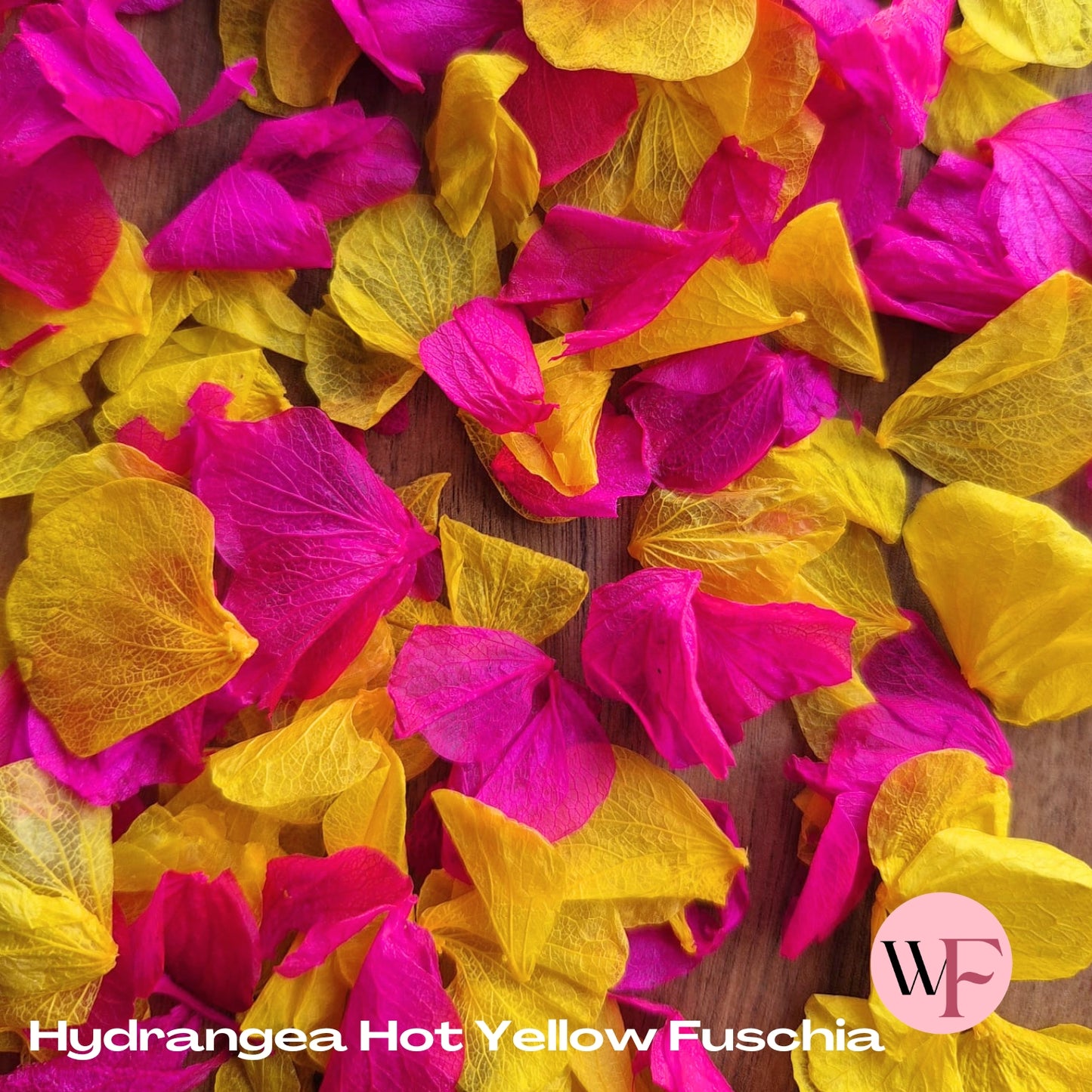 Petal Confetti hydrangea - Hot Yellow Fuschia