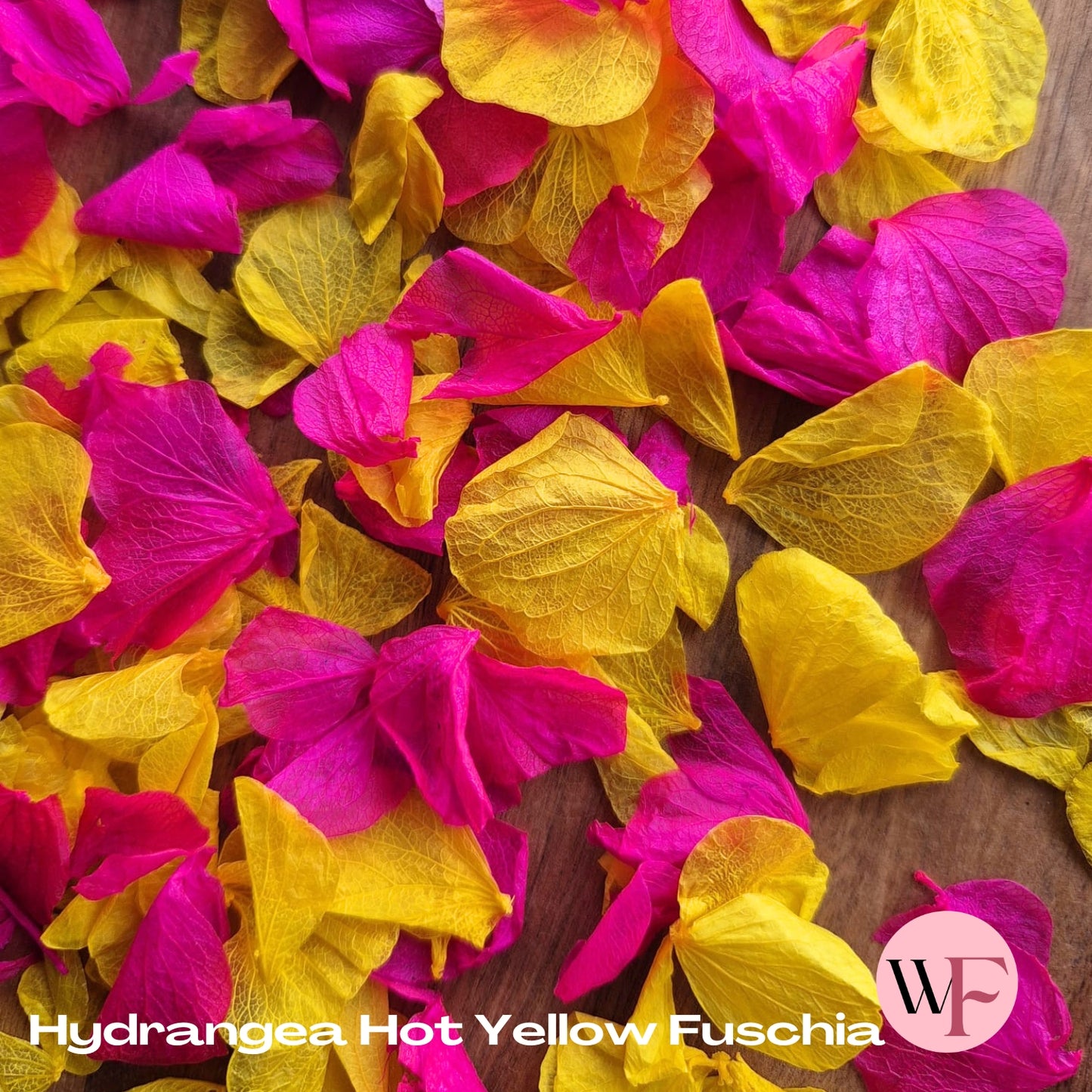 Petal Confetti hydrangea - Hot Yellow Fuschia