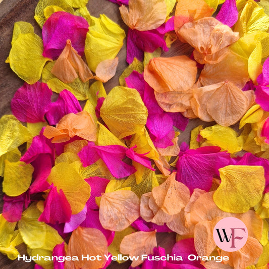 Petal Confetti hydrangea - Hot Yellow Fuschia Orange