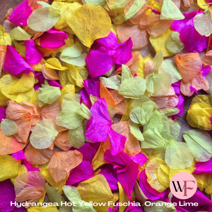 Petal Confetti hydrangea - Hot Yellow Fuschia Orange Lime