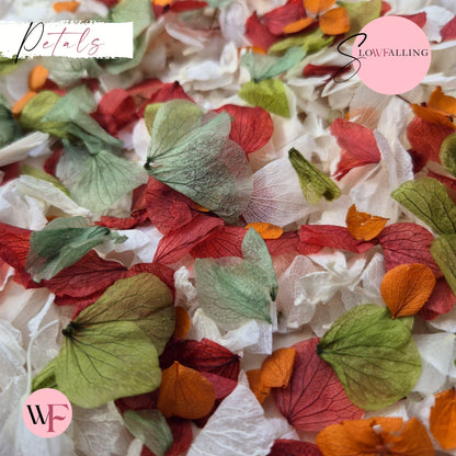 Petal Confetti hydrangea - Autumn October Sage