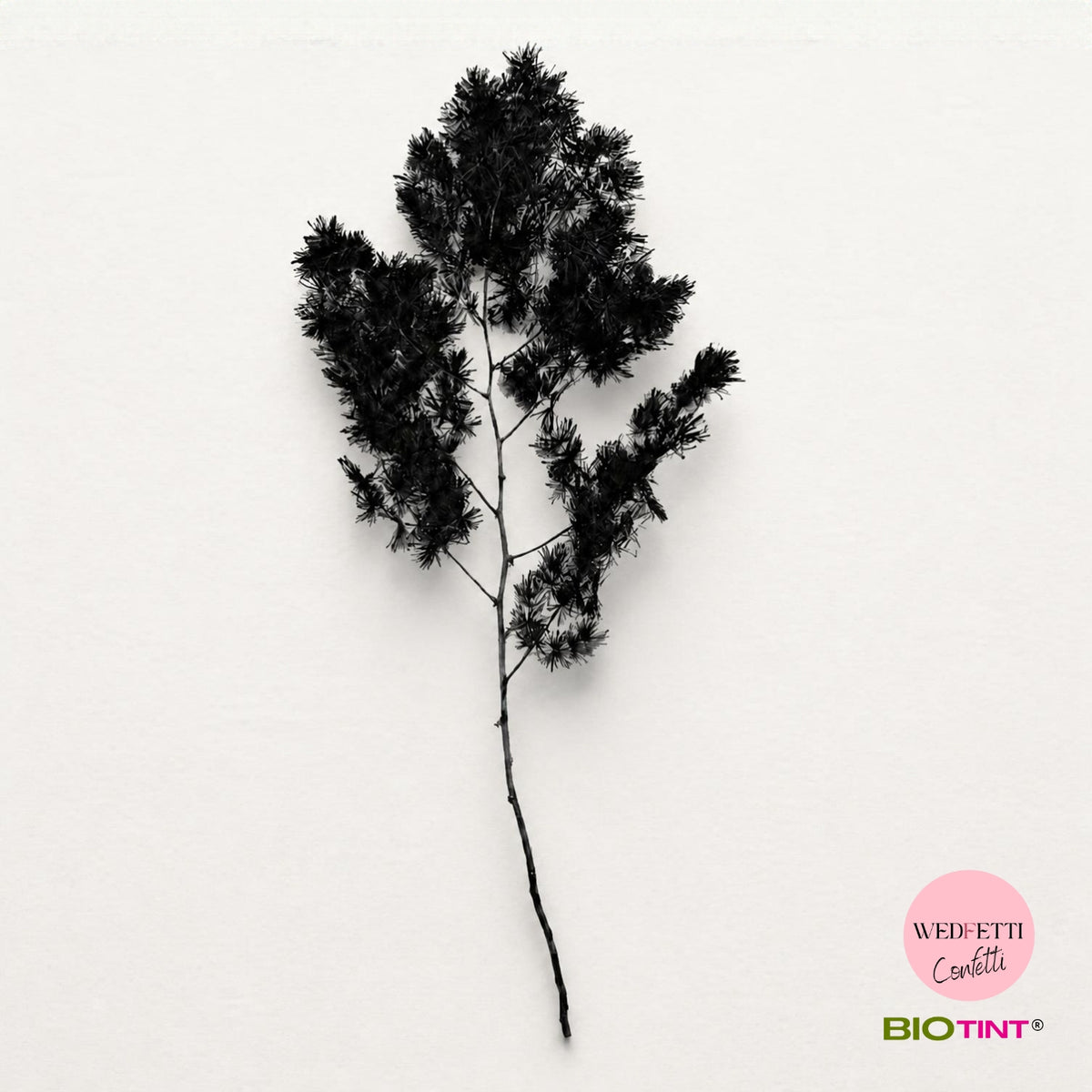 Dried & Preserved Pine Leaves on Stems