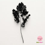 Dried & Preserved Pine Leaves on Stems