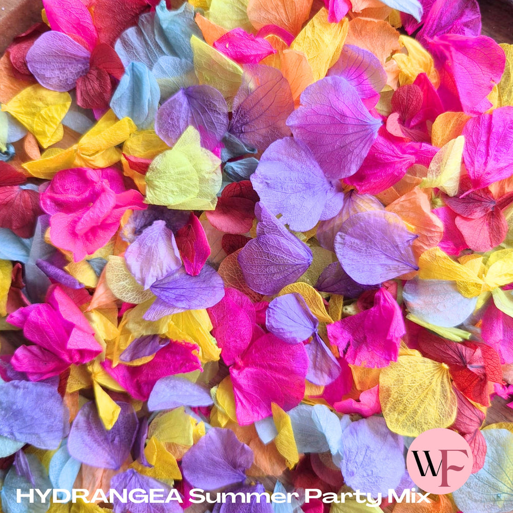Petal Confetti hydrangea - Summer Party Mix