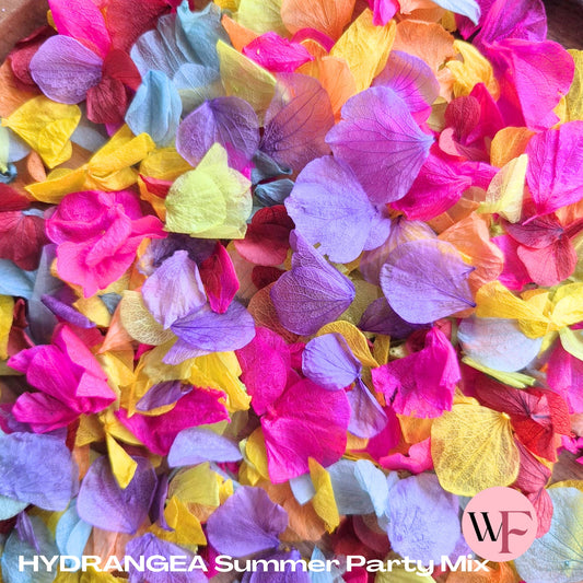 Petal Confetti hydrangea - Summer Party Mix