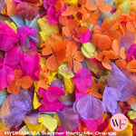 Petal Confetti hydrangea - Summer Party Mix Orange