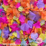 Petal Confetti hydrangea - Summer Party Mix Orange