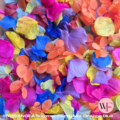 Petal Confetti hydrangea - Summer Party Mix Orange Blue