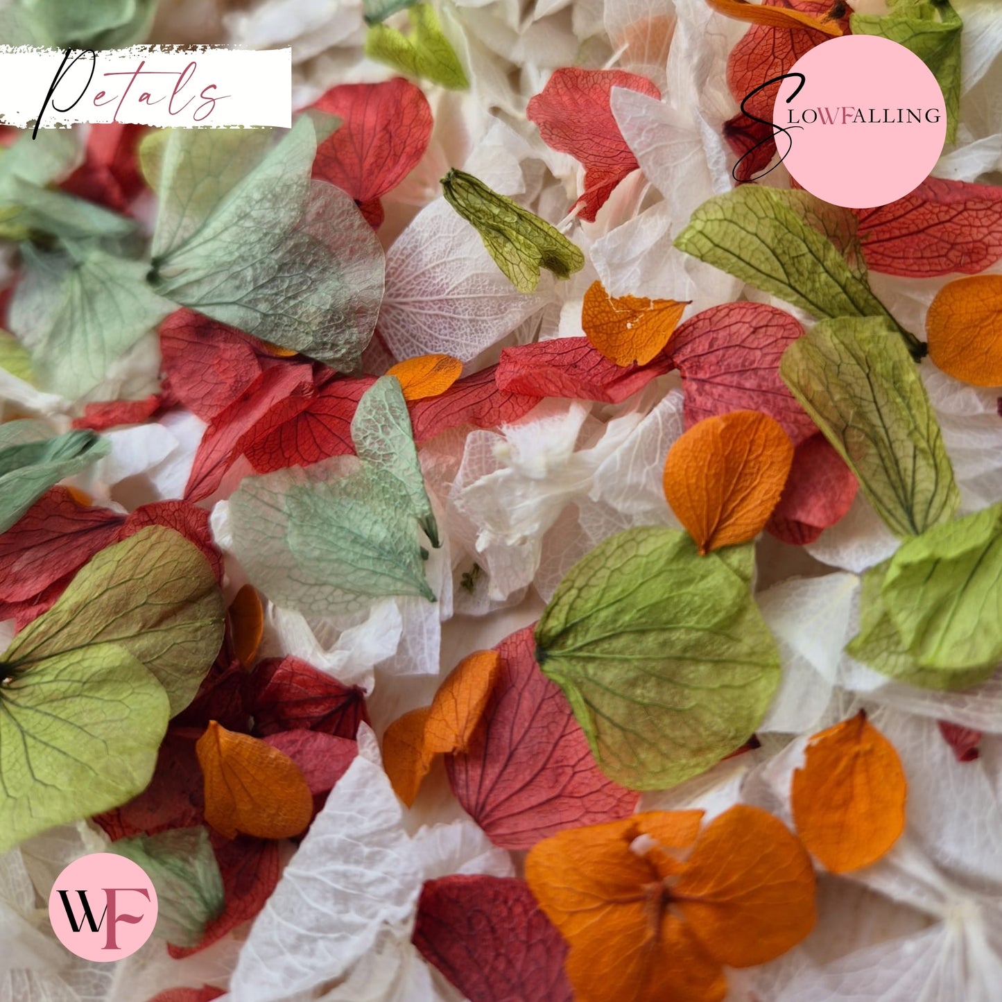 Petal Confetti hydrangea - Autumn October Sage