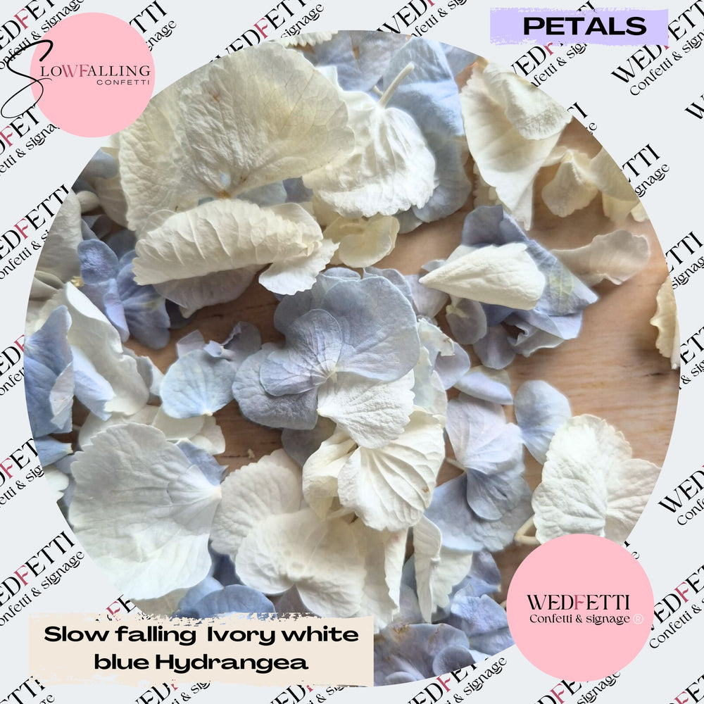 SLOW FALLING PETALS Dusty blue Ivory White hydrangea petal premium mix