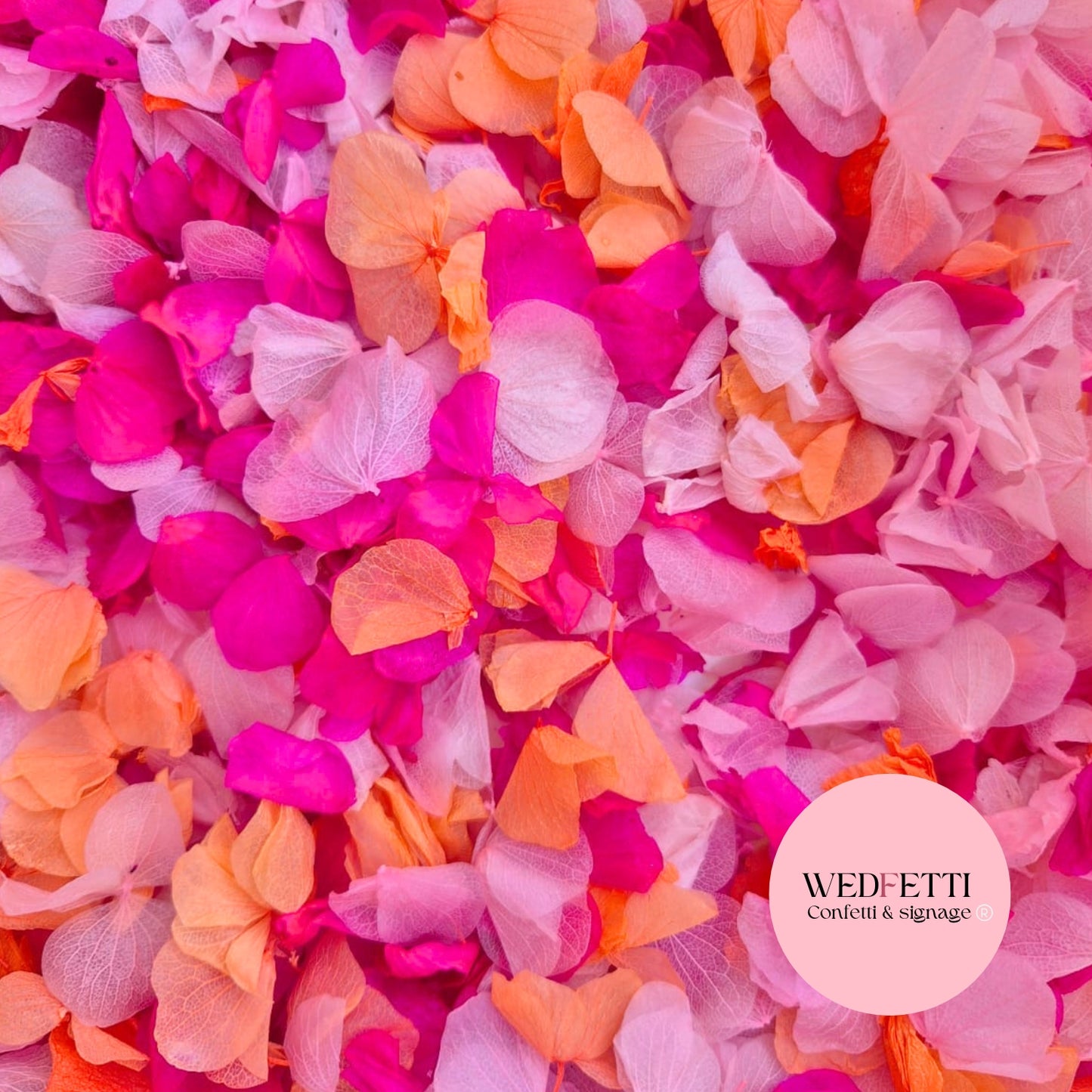 Petal Confetti hydrangea - Double Pink Orange