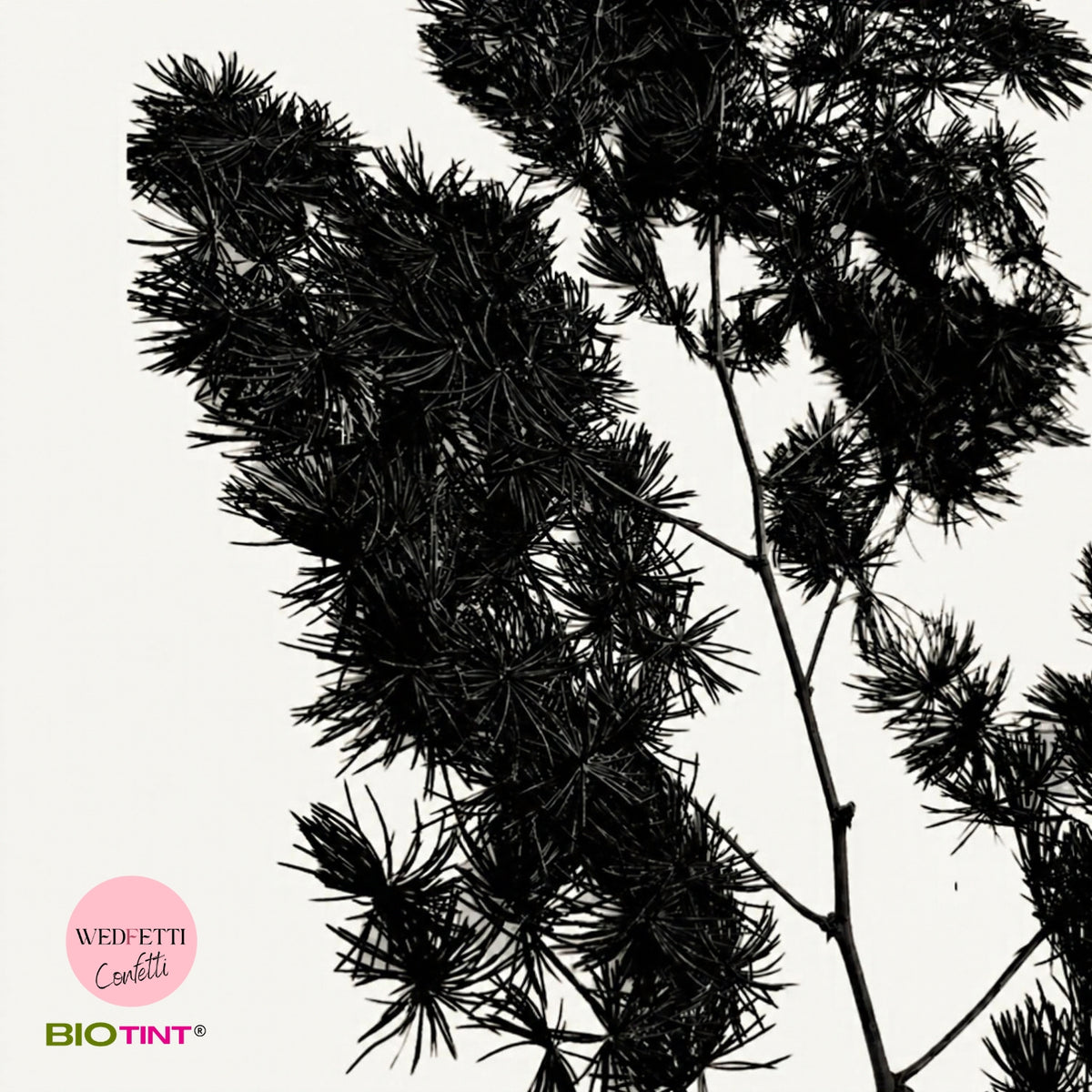 Dried & Preserved Pine Leaves on Stems