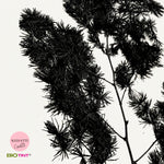 Dried & Preserved Pine Leaves on Stems