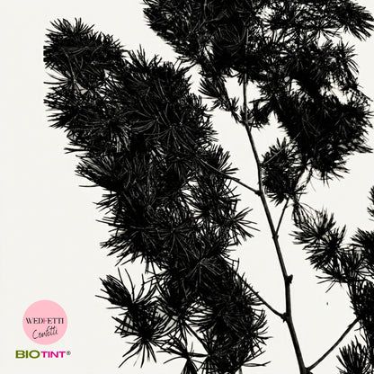 Dried & Preserved Pine Leaves on Stems