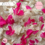 Petal Confetti hydrangea - White Fuschia