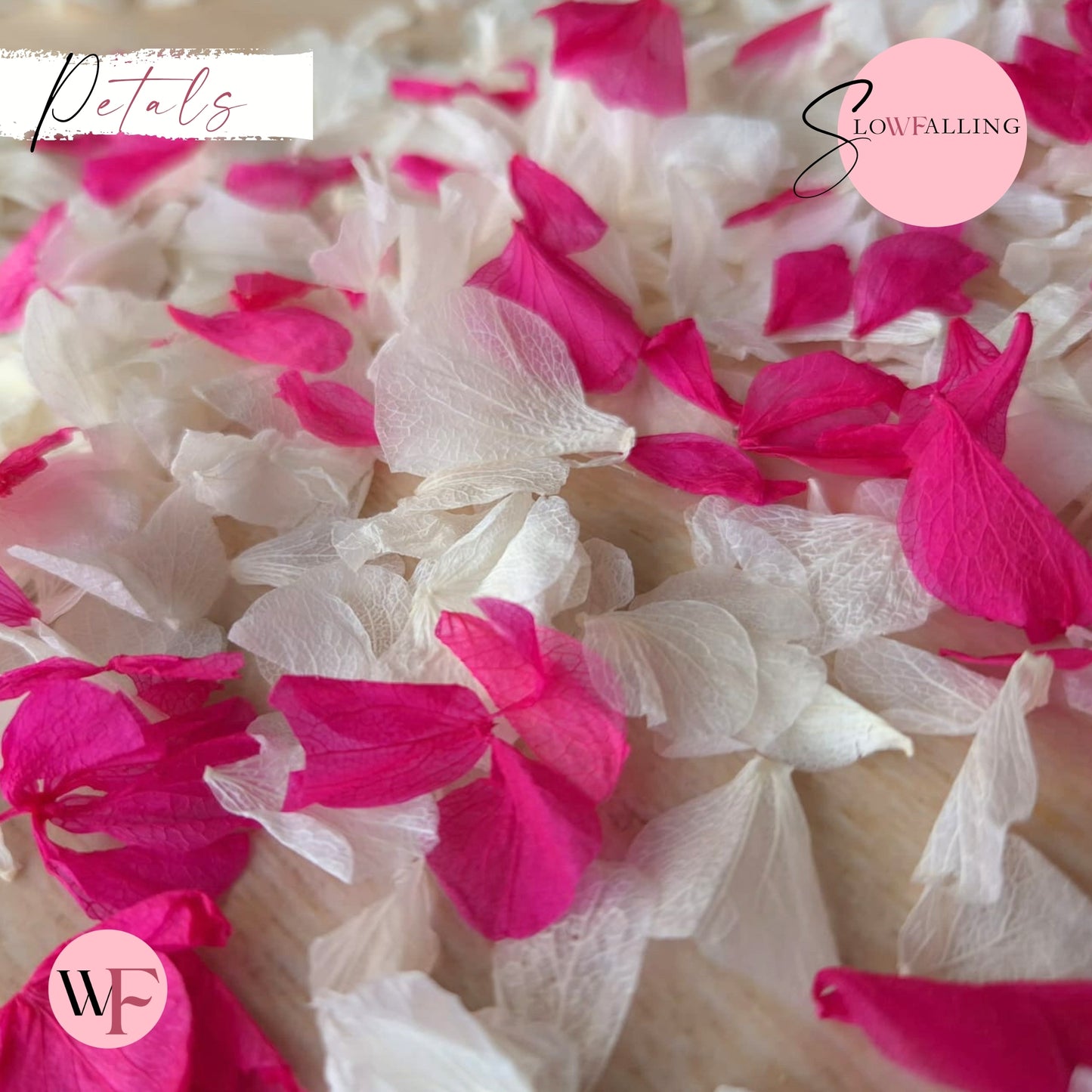 Petal Confetti hydrangea - White Fuschia