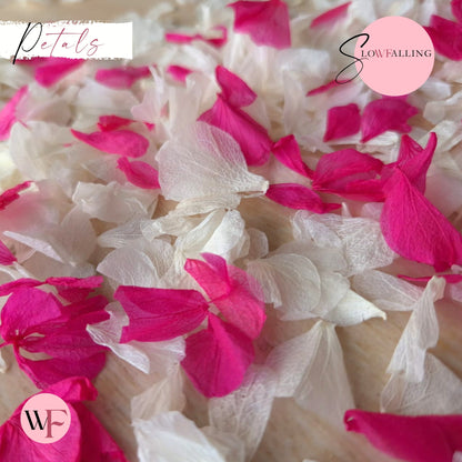 Petal Confetti hydrangea - White Fuschia