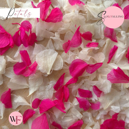 Petal Confetti hydrangea - White Fuschia