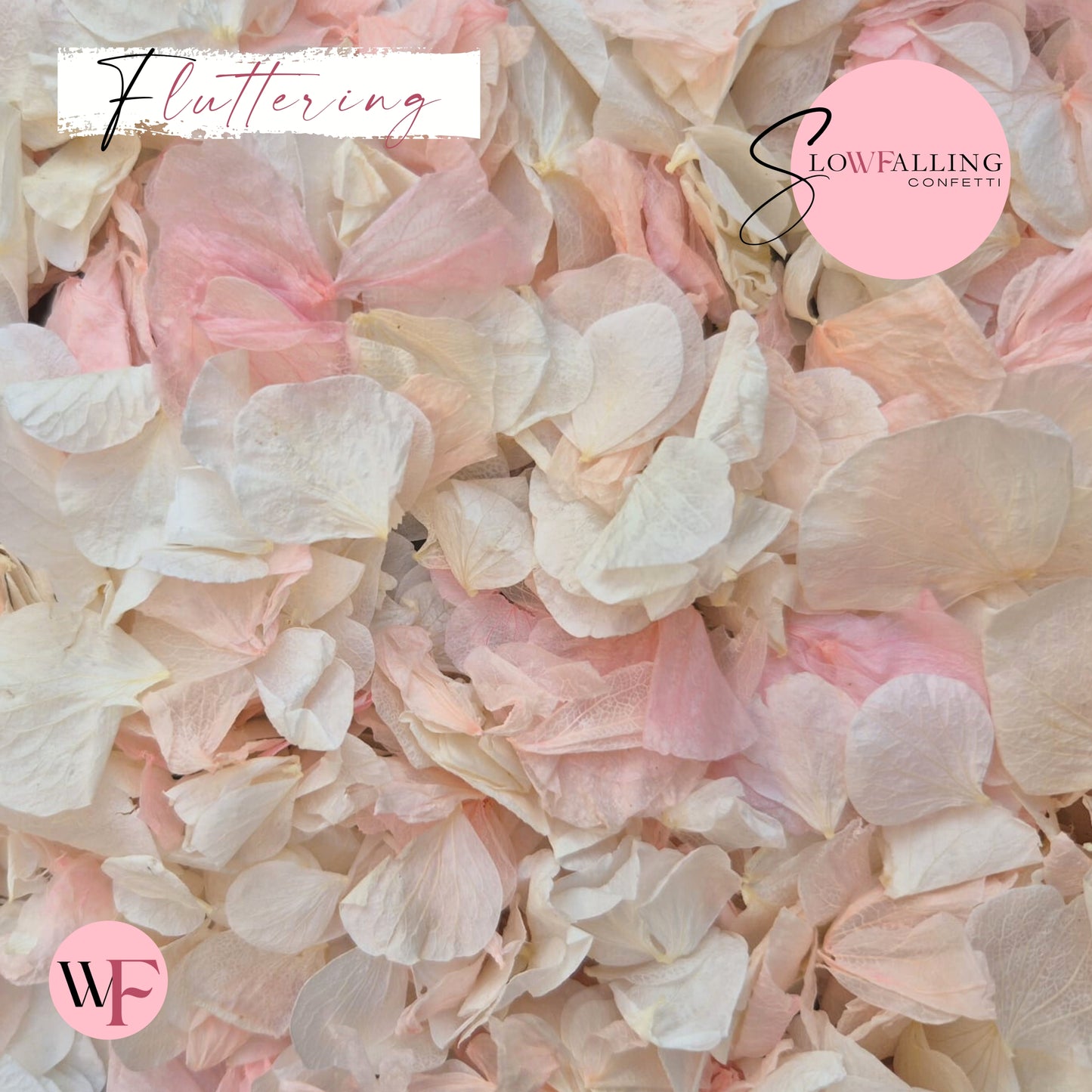 Petal Confetti hydrangea - Pink White