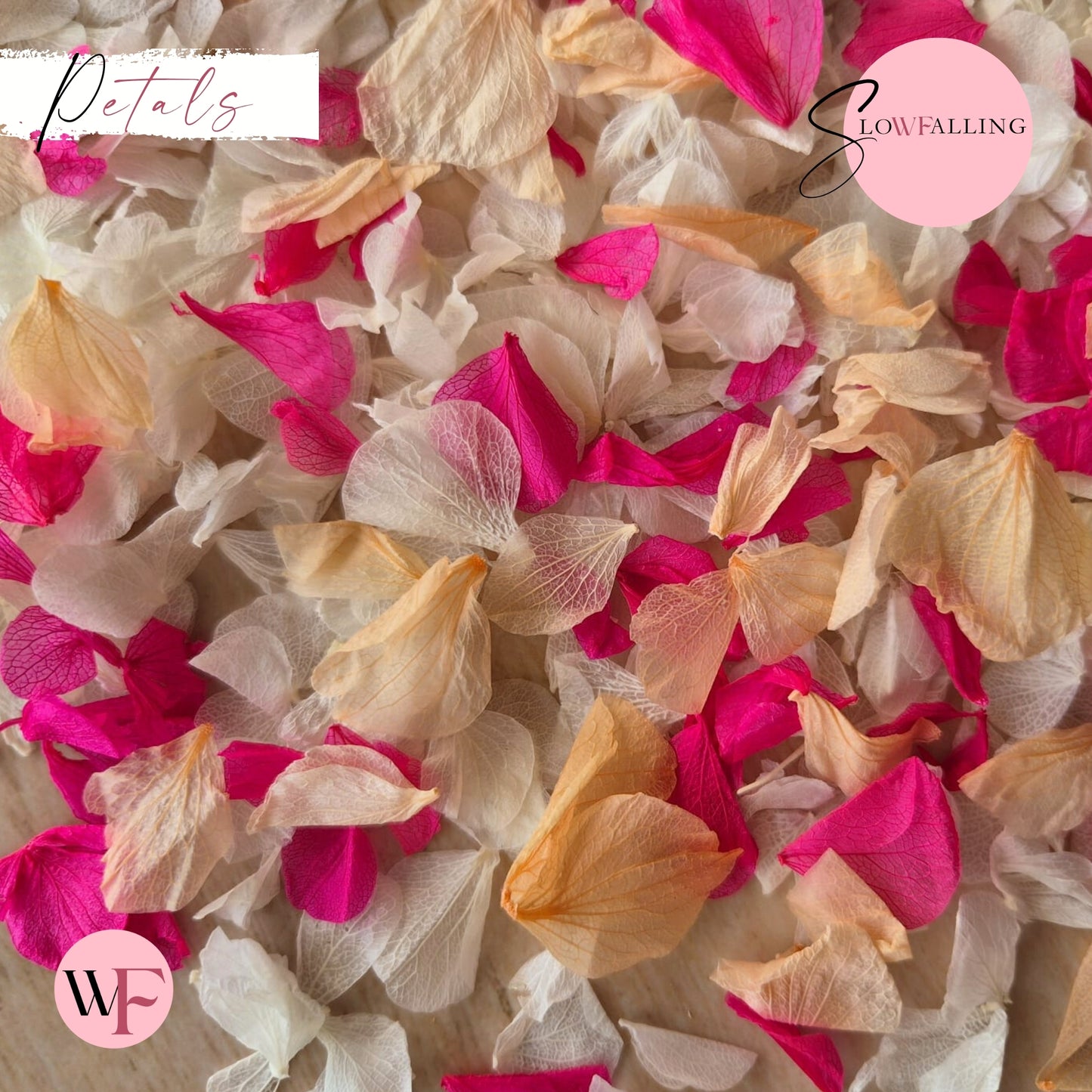 Petal Confetti hydrangea - White Fuschia Peach