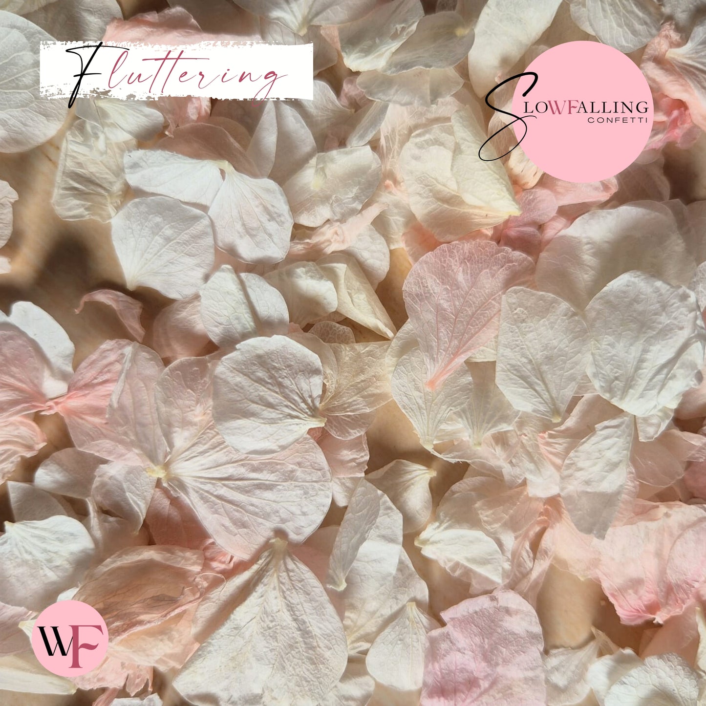 Petal Confetti hydrangea - Pink White