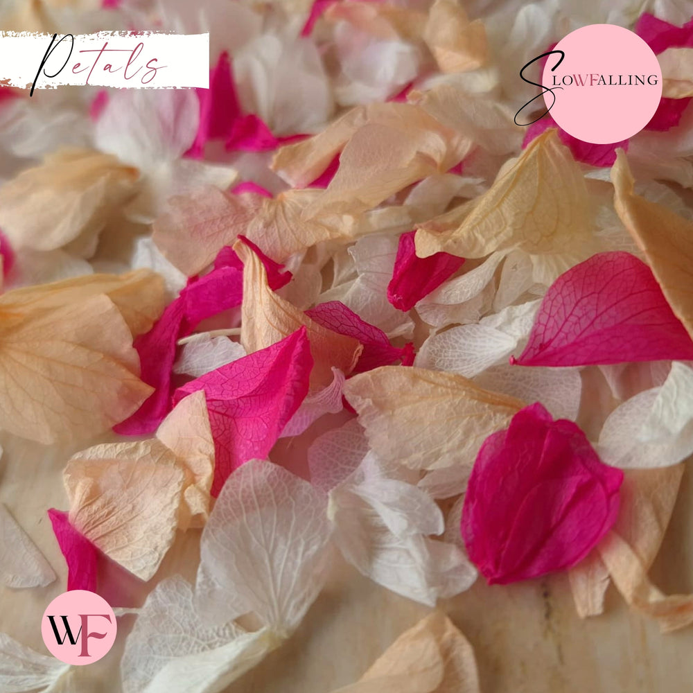 Petal Confetti hydrangea - White Fuschia Peach