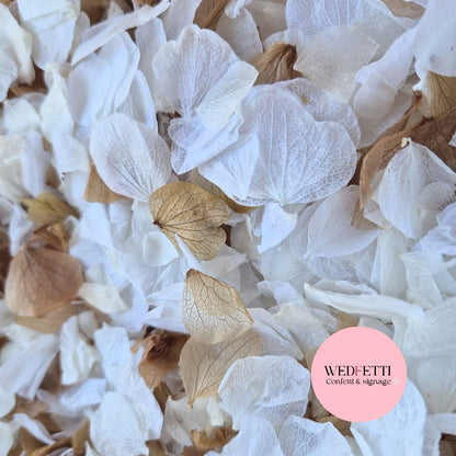 Petal Confetti hydrangea - White Chocolate