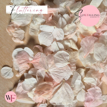 Petal Confetti hydrangea - Pink White