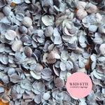 Dusty Blue hydrangea Snowpetals®