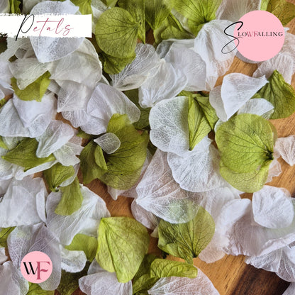Petal Confetti hydrangea - White Apple Sage