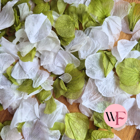 Petal Confetti hydrangea - White Apple Sage