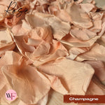 Rose Petals - Champagne