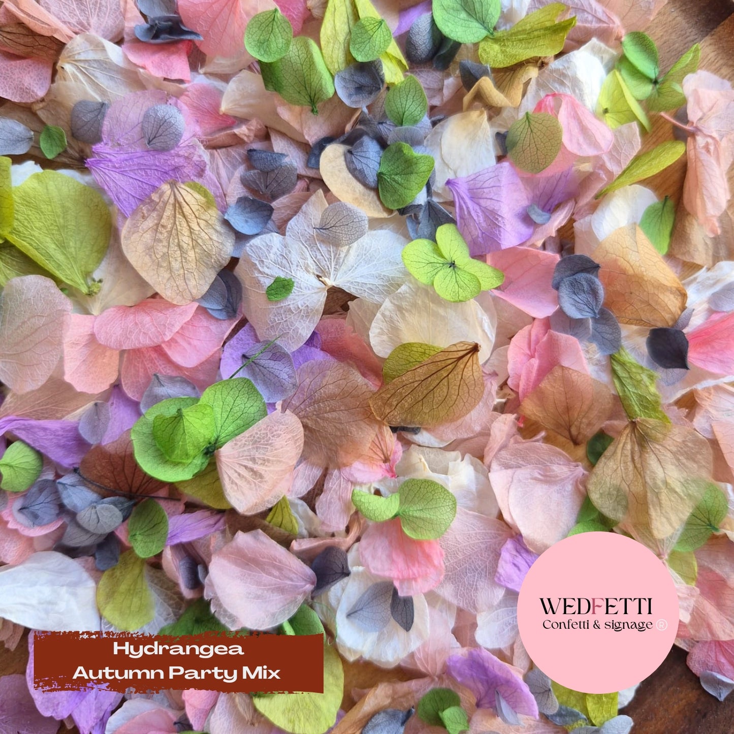 Petal Confetti hydrangea - Autumn Party Mix
