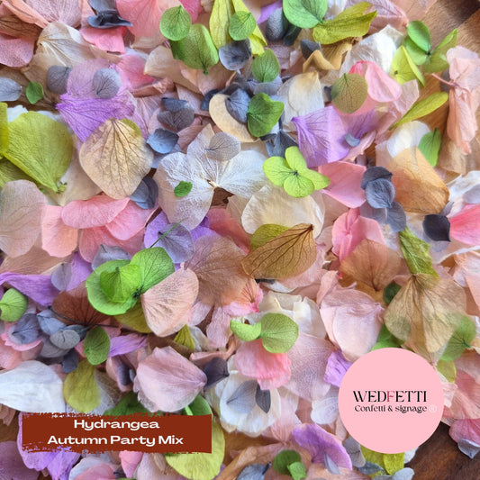 Petal Confetti hydrangea - Autumn Party Mix