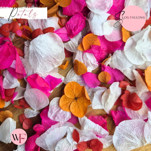 Petal Confetti hydrangea - Fruit Salad Red