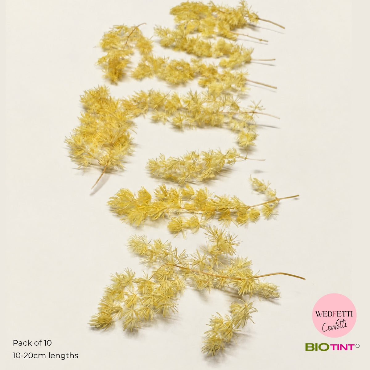 Dried & Preserved Pine Leaves on Stems