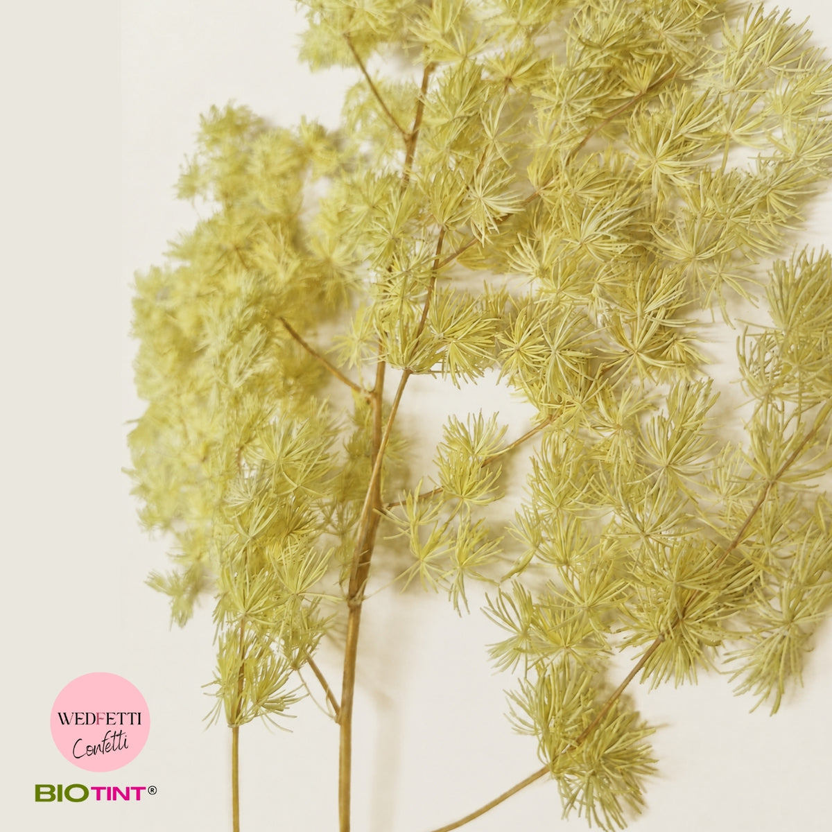 Dried & Preserved Pine Leaves on Stems