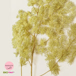 Dried & Preserved Pine Leaves on Stems