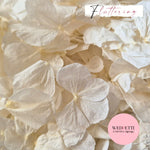 White Ivory hydrangea PETALS