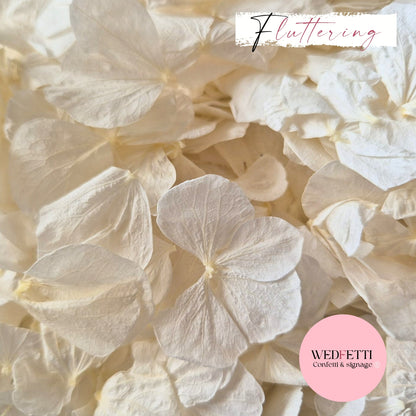 White Ivory hydrangea PETALS